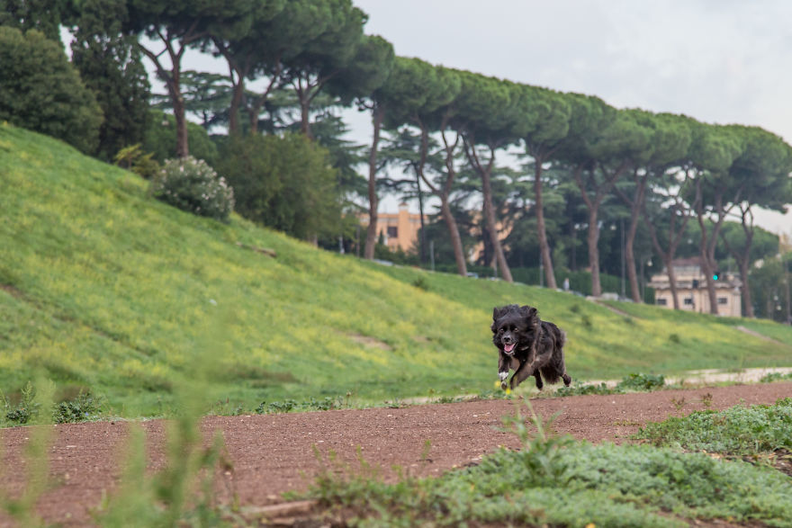 Conquer Rome With Your Dog