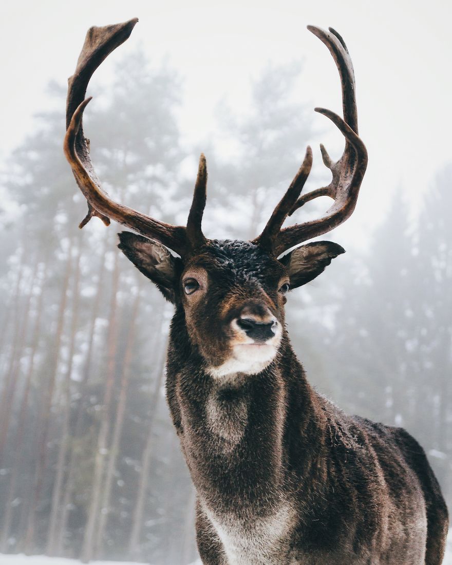 The King Of The Woods, Franconia, Germany