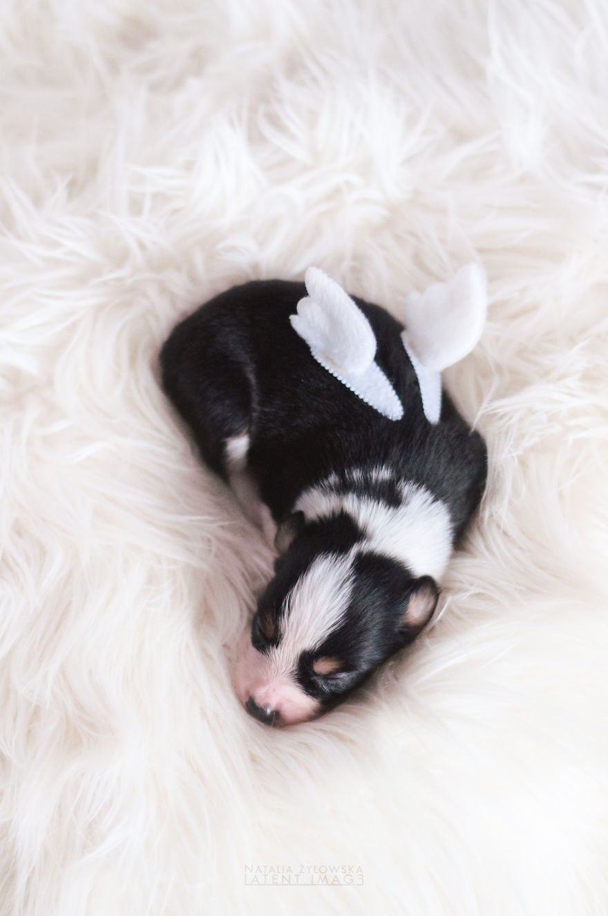Puppies With Wings! I Repeat: Puppies With Wings! Prepare Your Heart To Be Melted