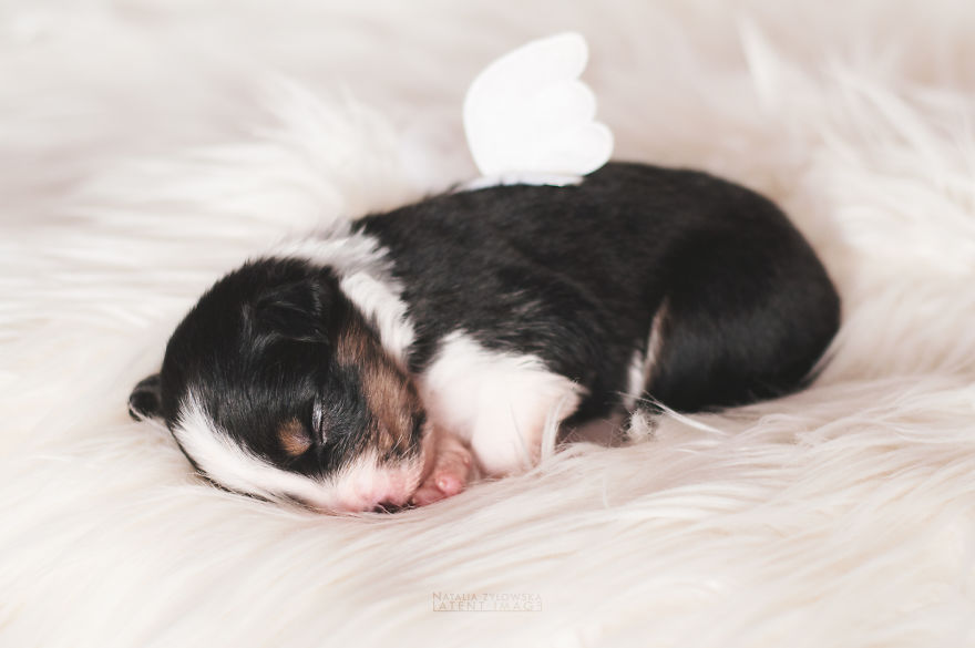 Puppies With Wings! I Repeat: Puppies With Wings! Prepare Your Heart To Be Melted