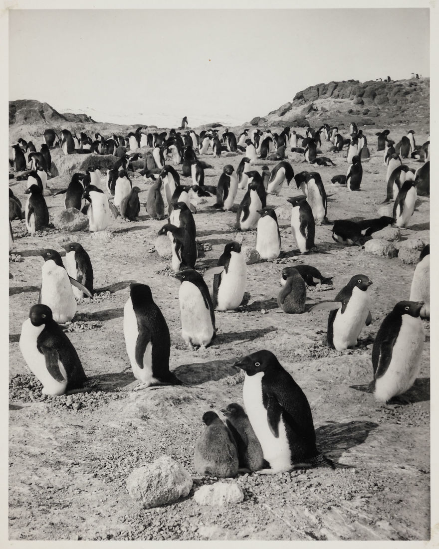 Adélie Penguins At Cape Royds