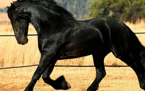 14+ Top Most Expensive Horse Breed