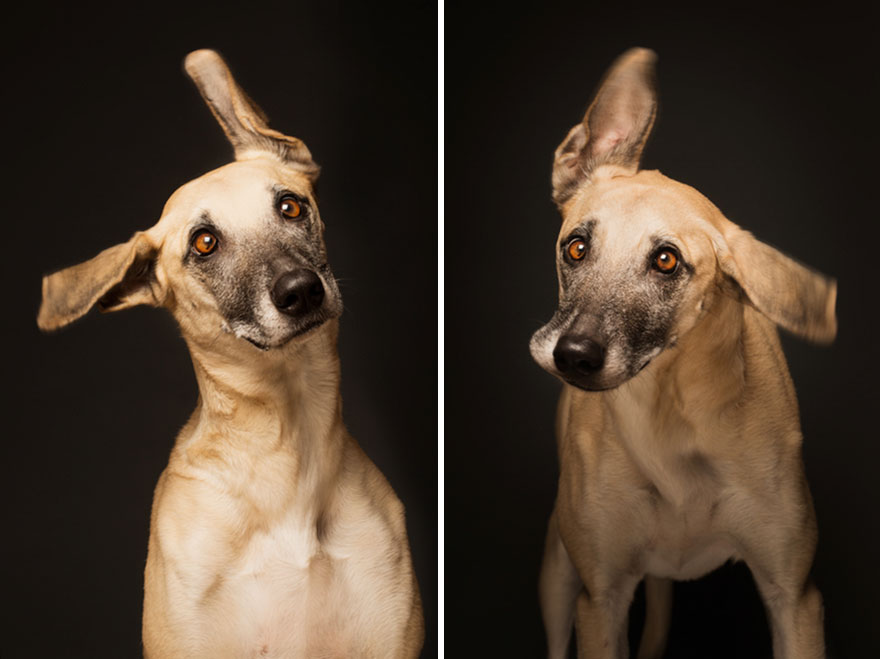 How I Turned My Camera-Shy Rescue Dog Into A Confident Photo Model