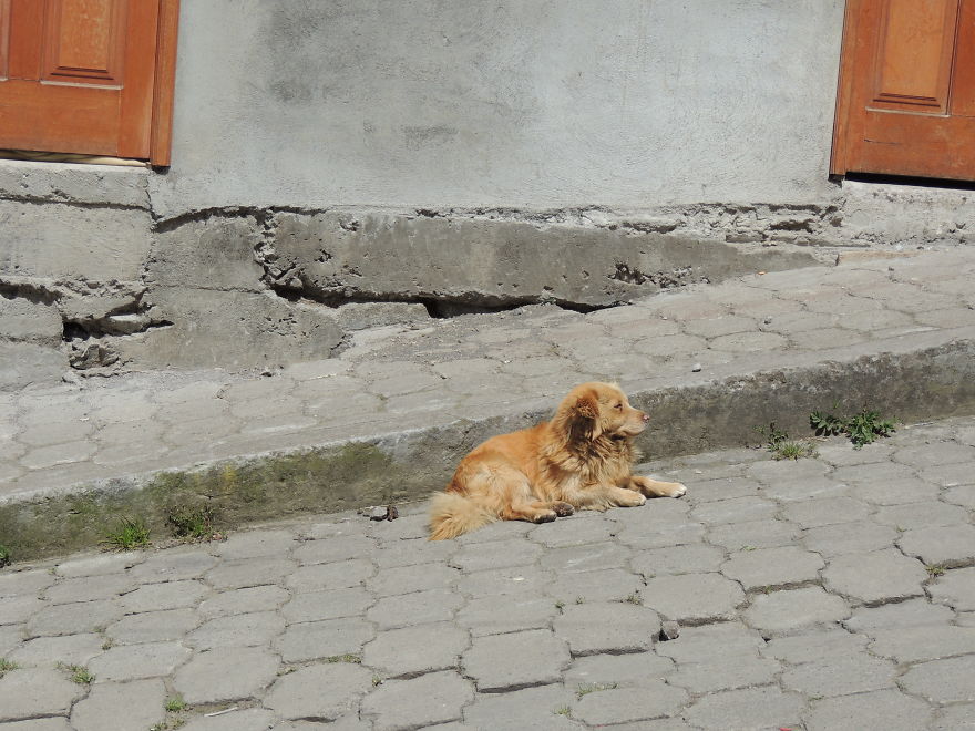 I Paid Tribute To The Dogs Of Ecuador I Paid Tribute To The Dogs Of Ecuador