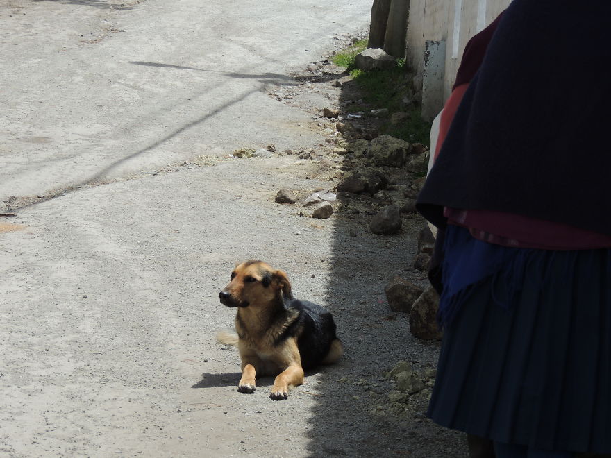 I Paid Tribute To The Dogs Of Ecuador I Paid Tribute To The Dogs Of Ecuador