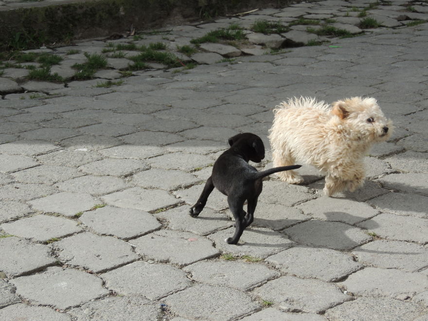 I Paid Tribute To The Dogs Of Ecuador I Paid Tribute To The Dogs Of Ecuador