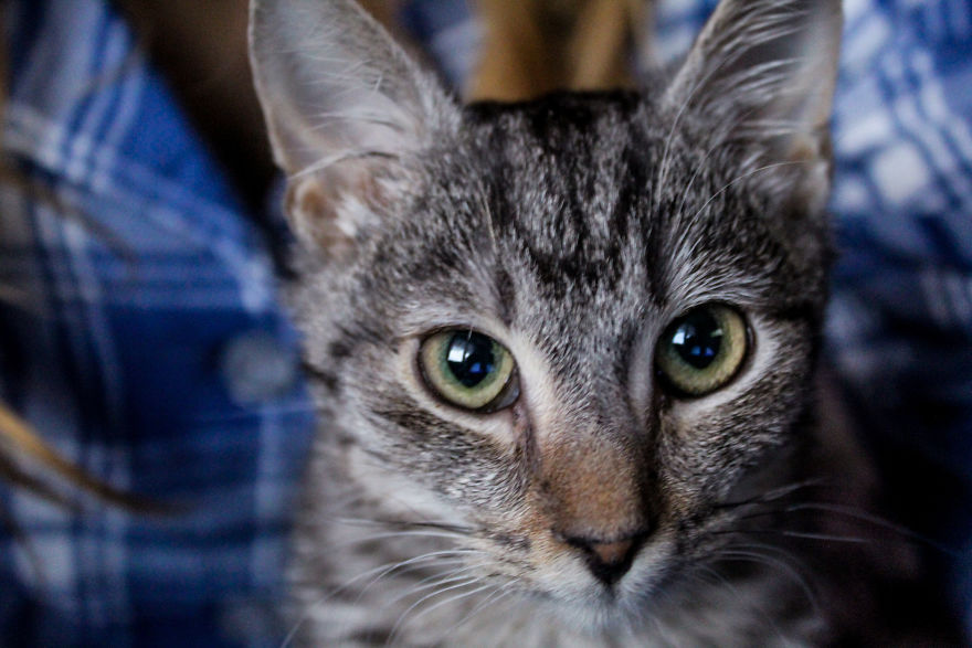 I Photograph Life With My Cat I Photograph Life With My Cat