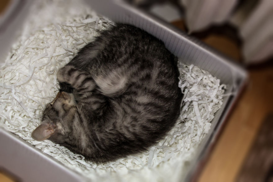 I Photograph Life With My Cat I Photograph Life With My Cat