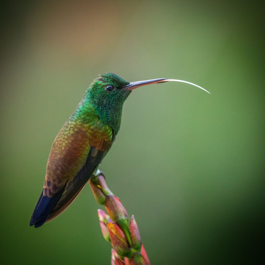 I Visited The Caribbean To Shoot Hummingbirds