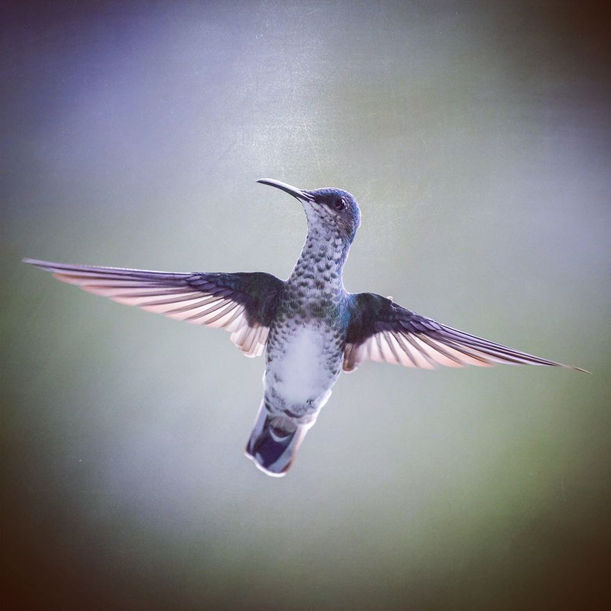 I Visited The Caribbean To Shoot Hummingbirds