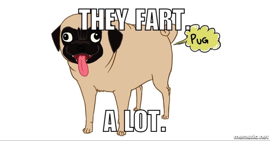 Want A Pug? Things You Should Know: