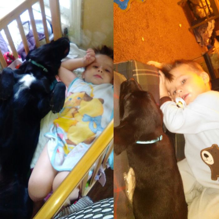 A Boy And His Dog When They First Met. Compered To A Year Later.