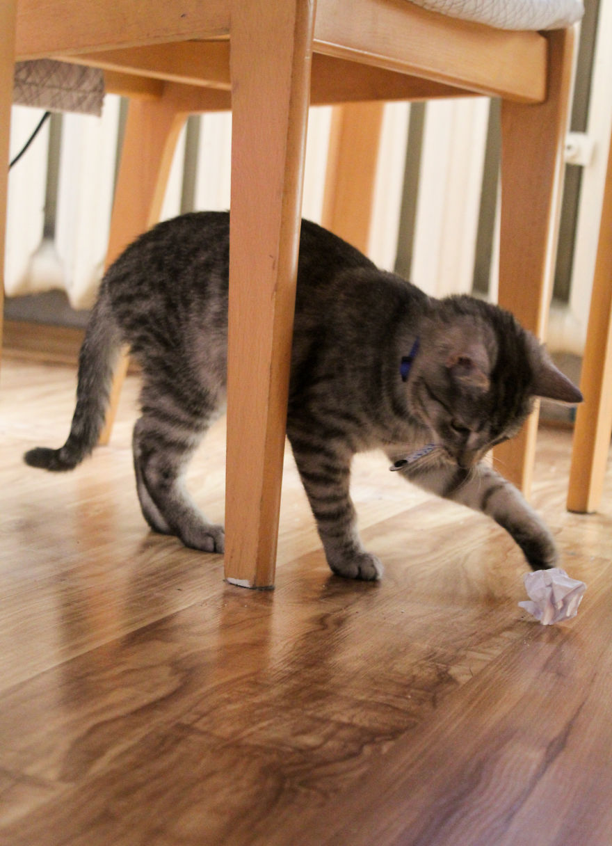 I Photograph Life With My Cat I Photograph Life With My Cat