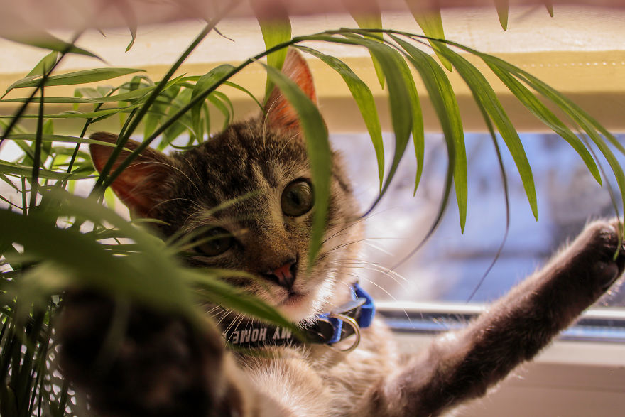 I Photograph Life With My Cat I Photograph Life With My Cat