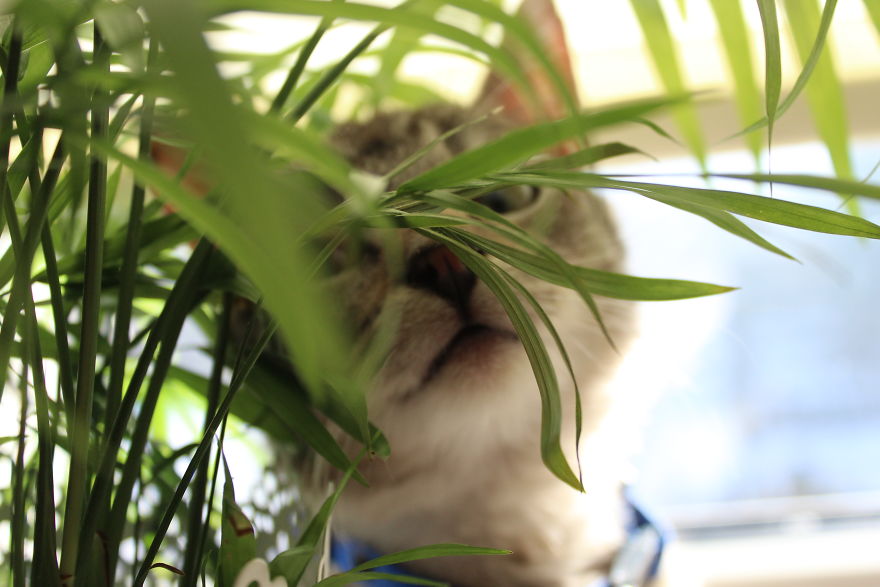 I Photograph Life With My Cat I Photograph Life With My Cat