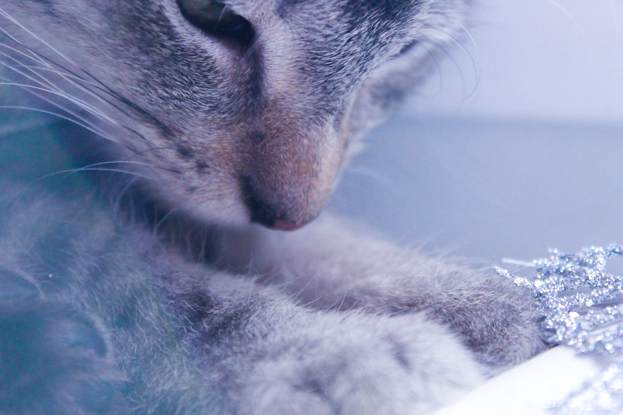 I Photograph Life With My Cat I Photograph Life With My Cat