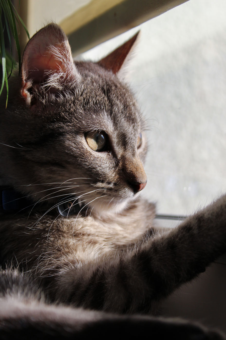 I Photograph Life With My Cat I Photograph Life With My Cat