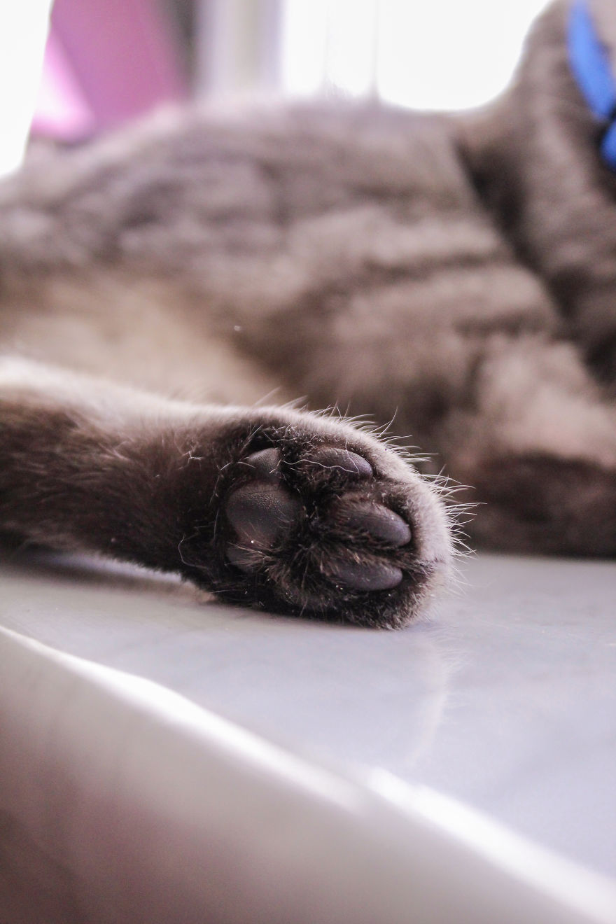 I Photograph Life With My Cat I Photograph Life With My Cat