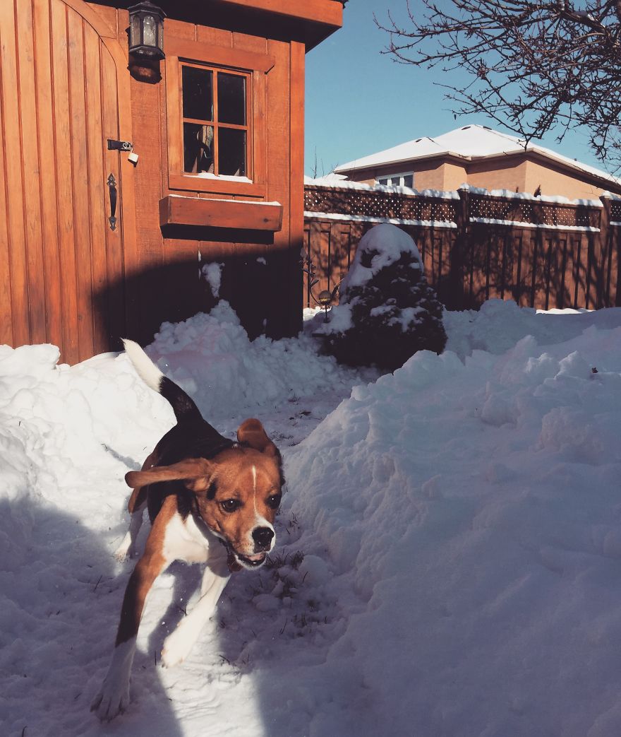 Dog Walker Captures Her Dogs Having Fun In A Snowy Canada