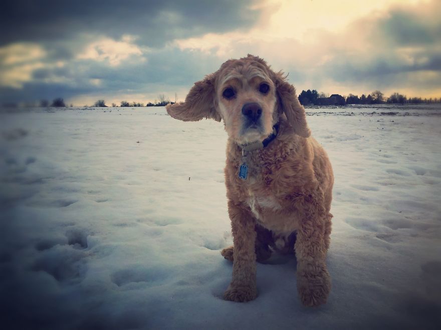 Dog Walker Captures Her Dogs Having Fun In A Snowy Canada
