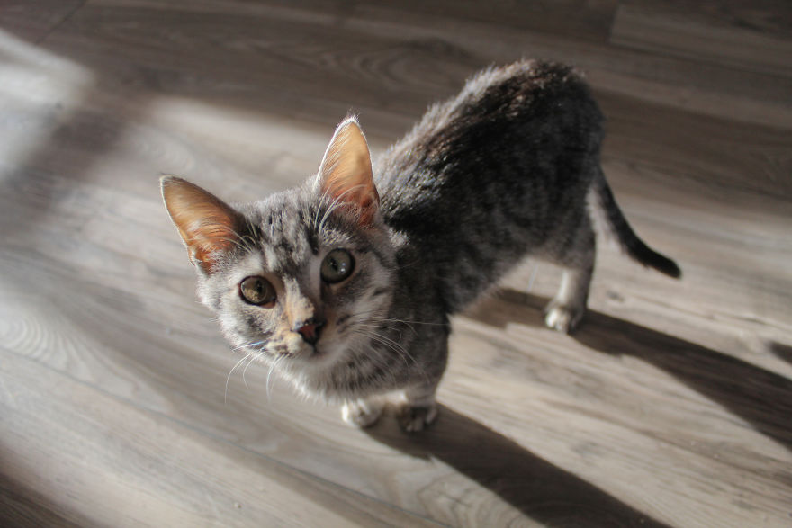 I Photograph Life With My Cat I Photograph Life With My Cat