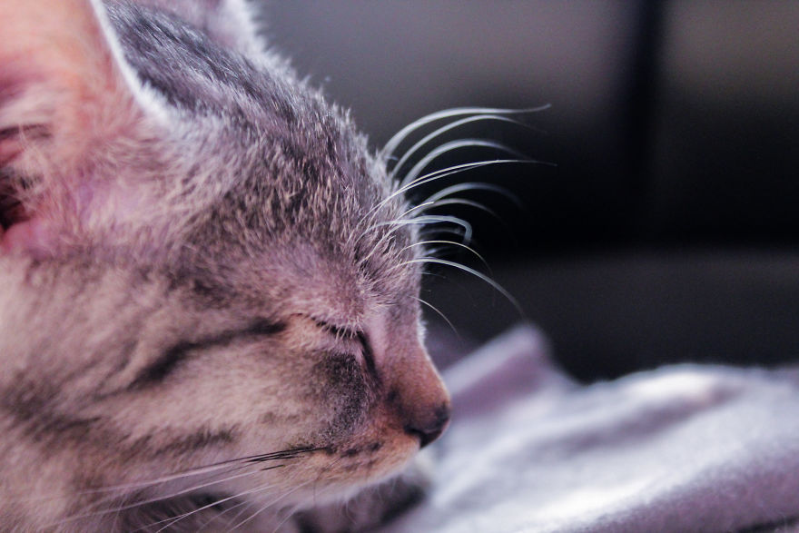 I Photograph Life With My Cat I Photograph Life With My Cat