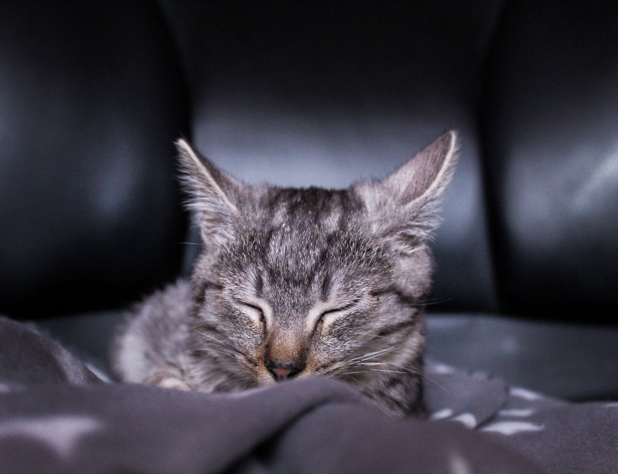 I Photograph Life With My Cat I Photograph Life With My Cat