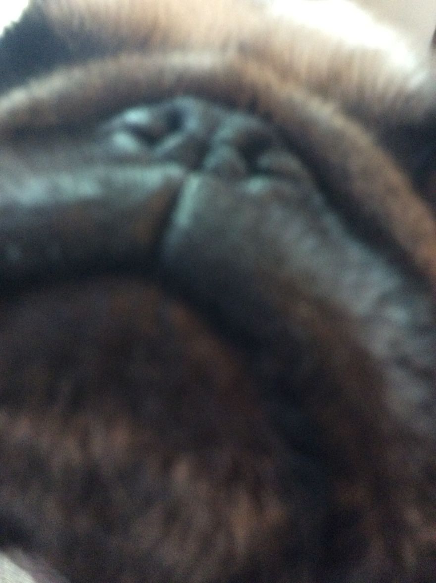 It Took Me Forever To Get The Perfect Picture Of My Dog