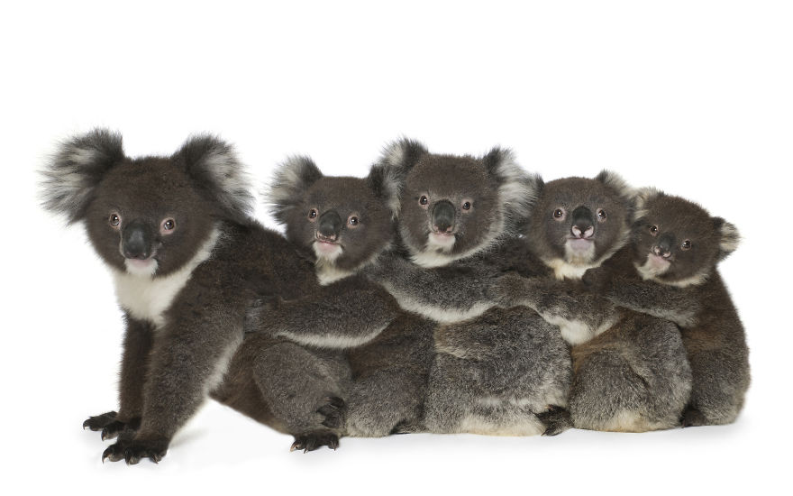 Five Adorable Baby Koala Orphans Cuddle Together And Share The Love