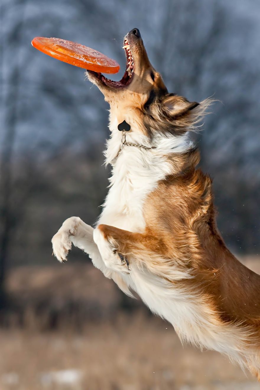 I'm Passionate About Canine Action And Portrait Photography