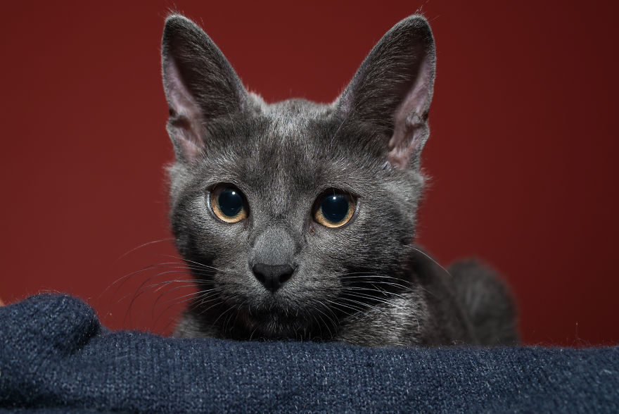 Sophocles, A Lucky Kitten!