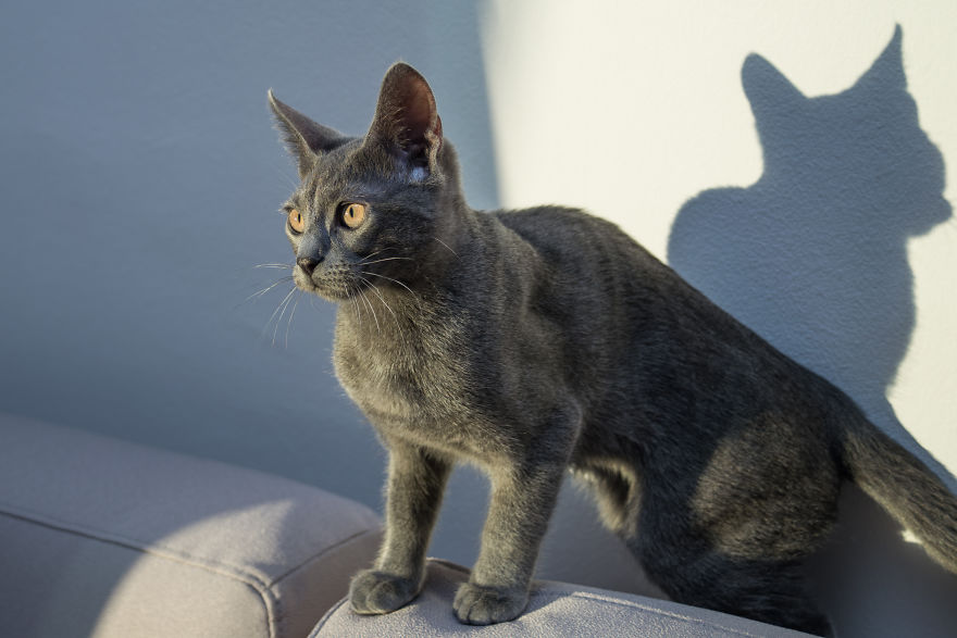 Sophocles, A Lucky Kitten!