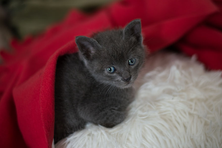 Sophocles, A Lucky Kitten!