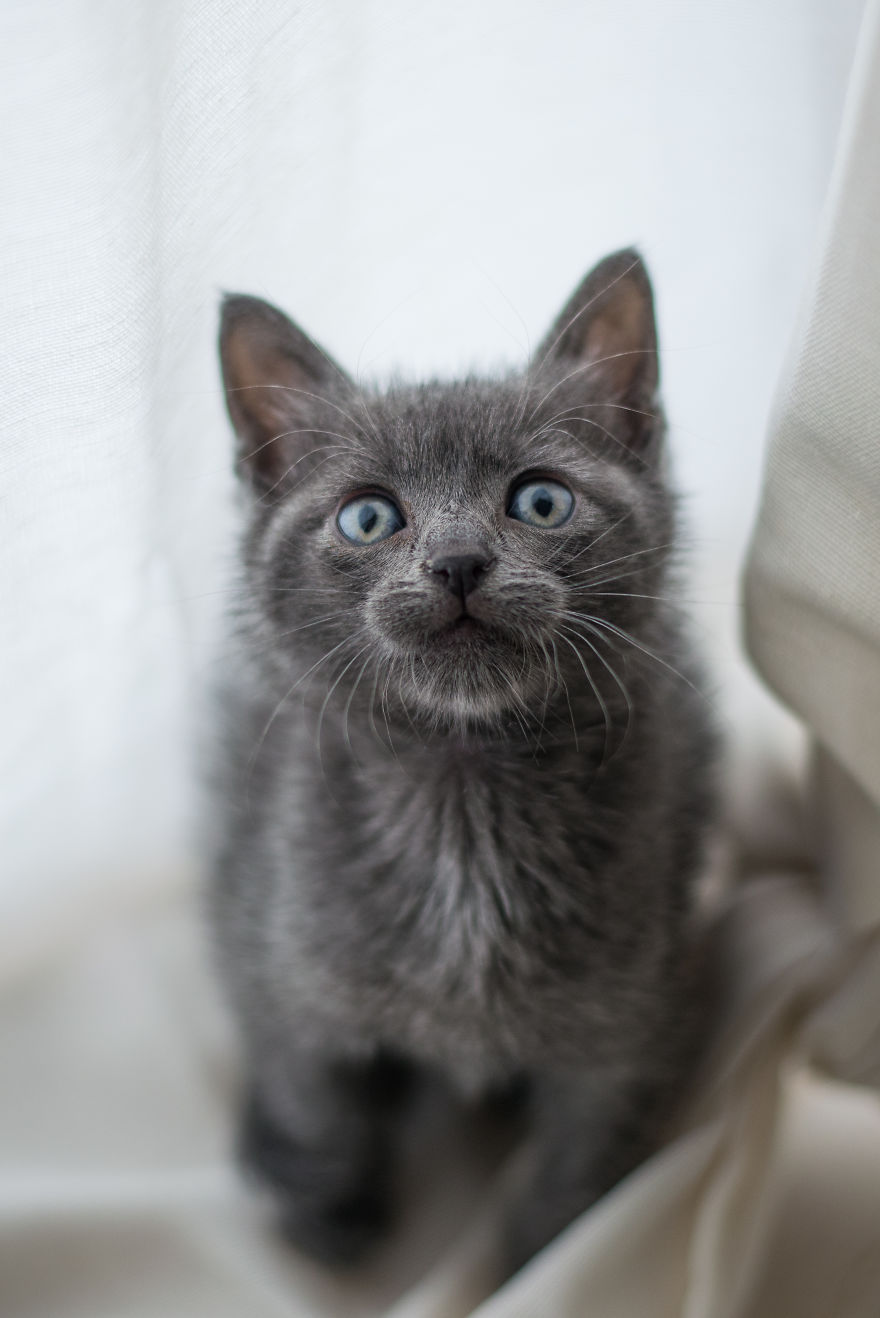Sophocles, A Lucky Kitten!