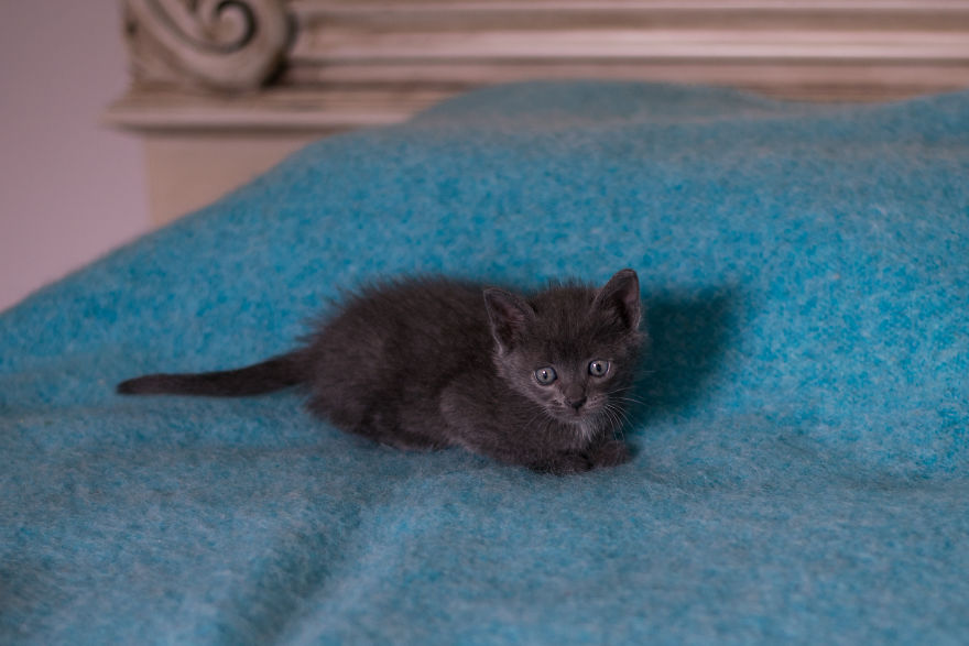 Sophocles, A Lucky Kitten!