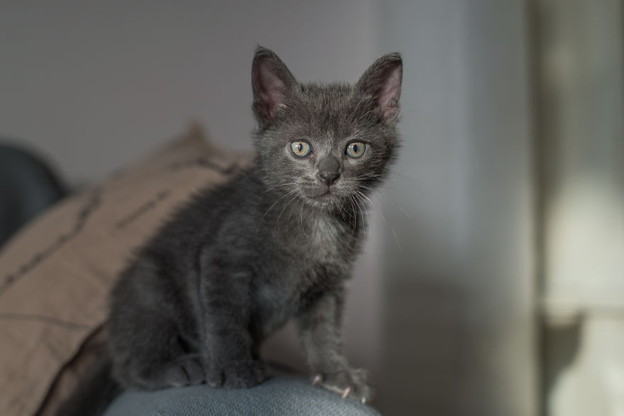 Sophocles, A Lucky Kitten!