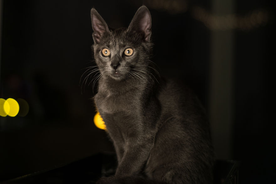 Sophocles, A Lucky Kitten!