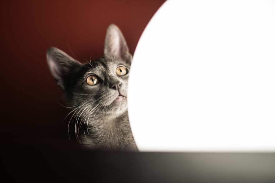 Sophocles, A Lucky Kitten!