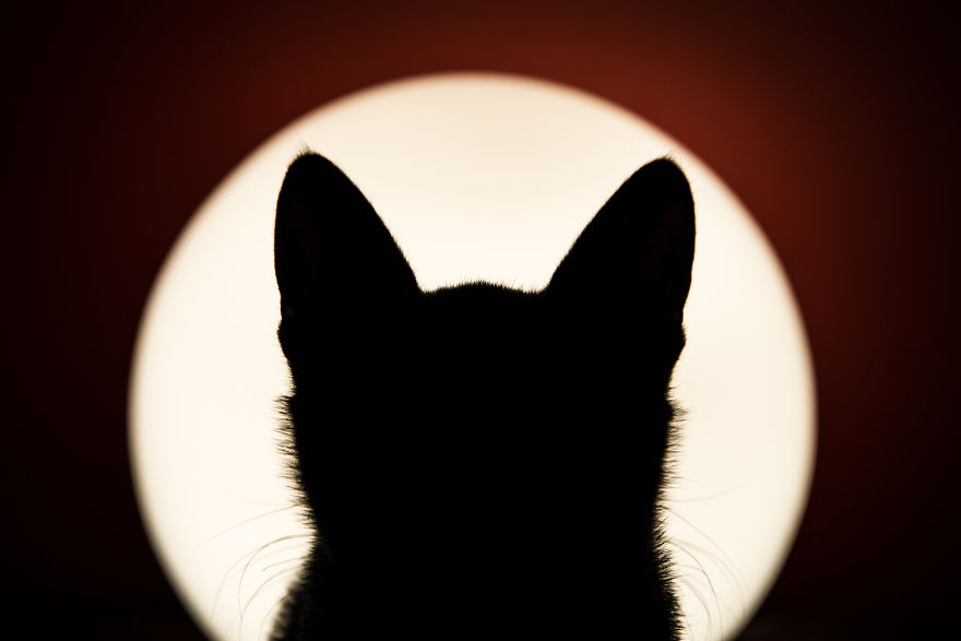 Sophocles, A Lucky Kitten!