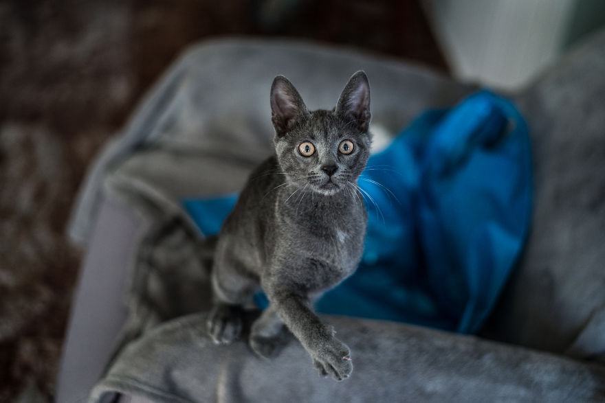 Sophocles, A Lucky Kitten!