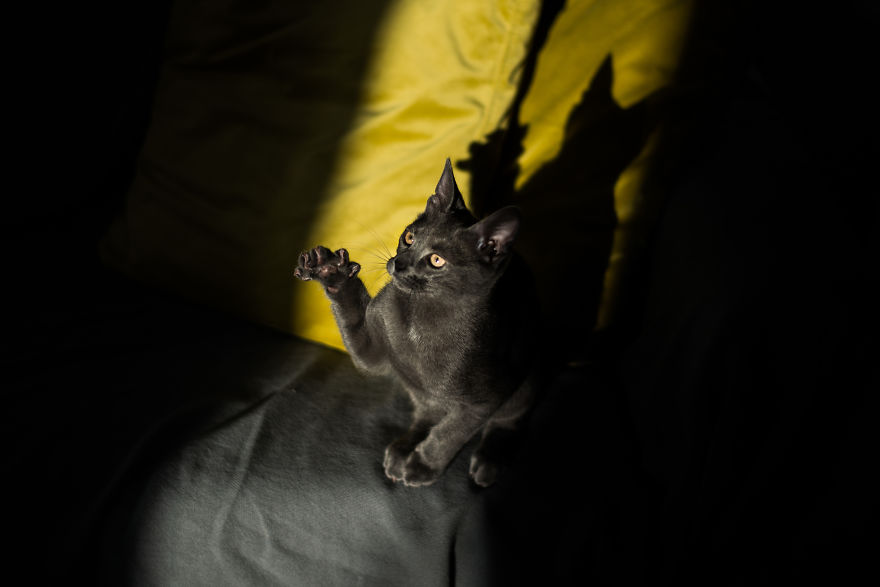 Sophocles, A Lucky Kitten!