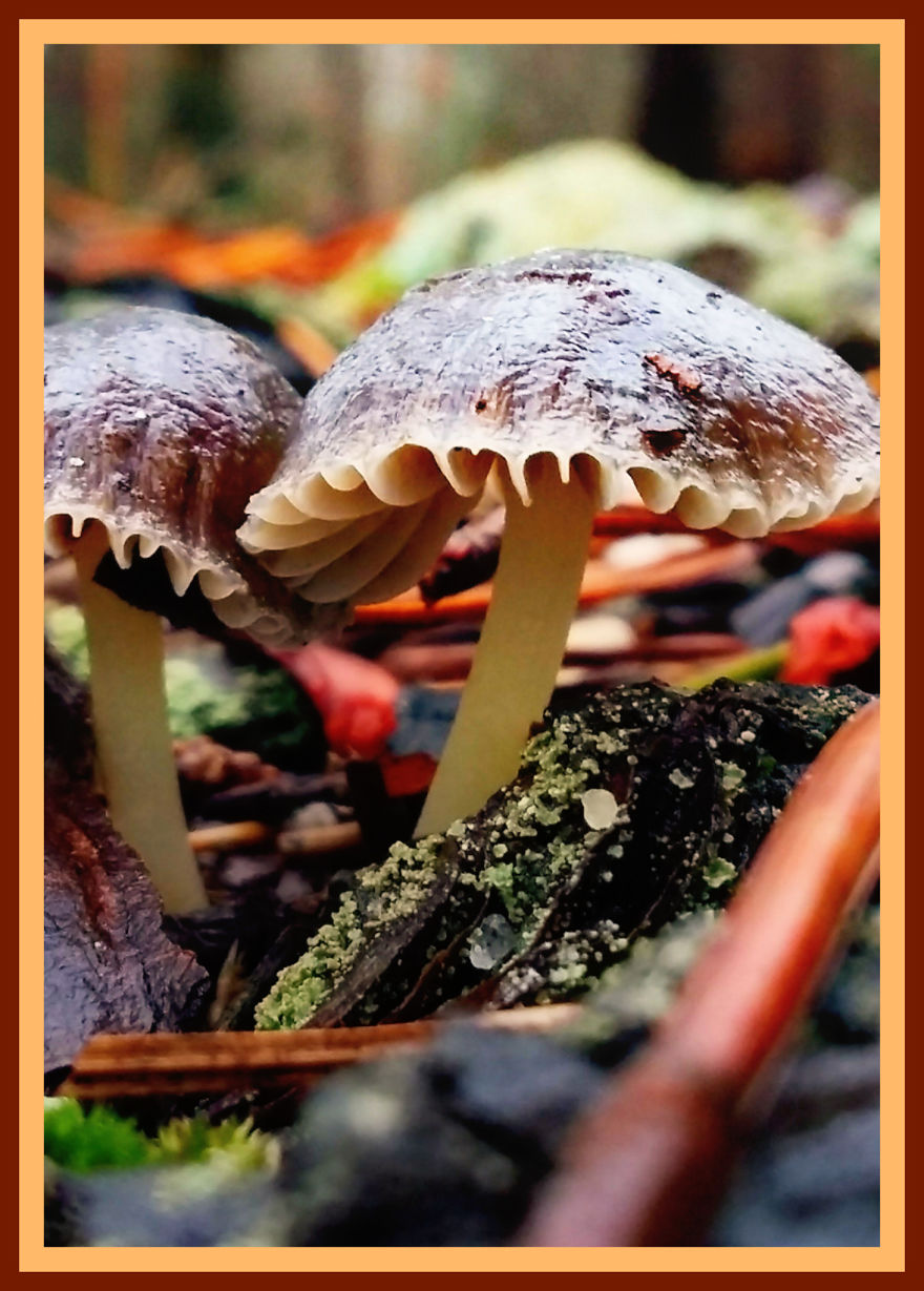 Mushroom