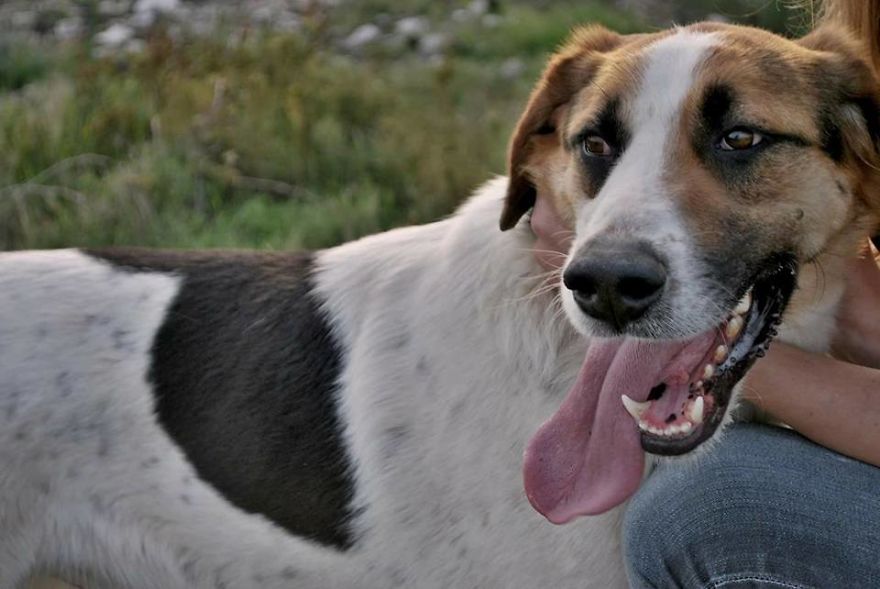 Years Spent Living With Over 300 Dogs On A Hill Above Dubrovnik, Sos Žarkovica