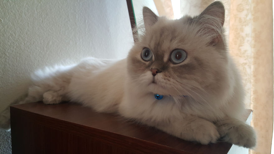 1 Year Anniversary Princess Mimi