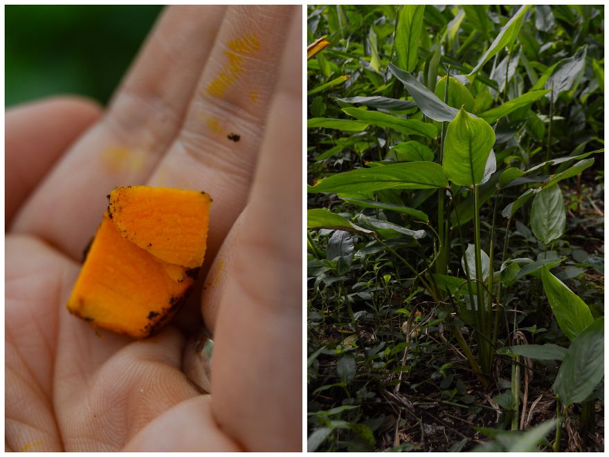 How Does Our Everyday Spices And Fruits Grow - Pictures From Zanzibar How Does Our Everyday Spices And Fruits Grow - Pictures From Zanzibar