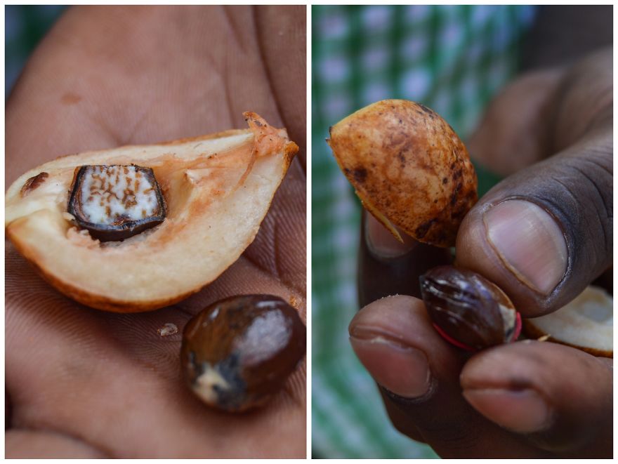 How Does Our Everyday Spices And Fruits Grow - Pictures From Zanzibar How Does Our Everyday Spices And Fruits Grow - Pictures From Zanzibar