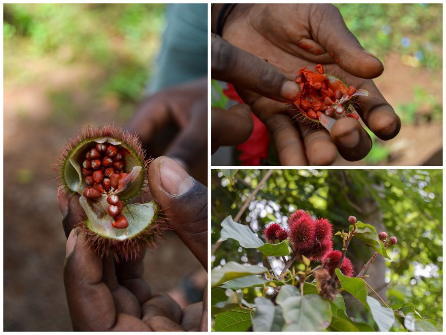 How Does Our Everyday Spices And Fruits Grow - Pictures From Zanzibar How Does Our Everyday Spices And Fruits Grow - Pictures From Zanzibar