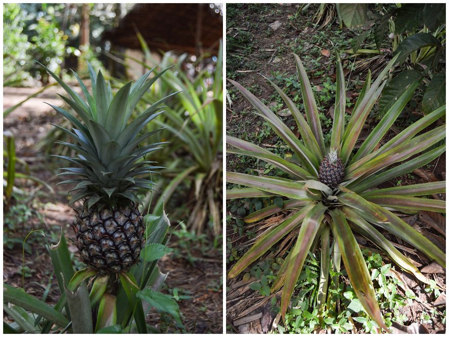 How Does Our Everyday Spices And Fruits Grow - Pictures From Zanzibar How Does Our Everyday Spices And Fruits Grow - Pictures From Zanzibar