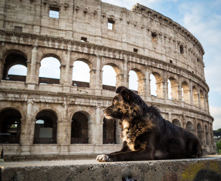 Conquer Rome With Your Dog
