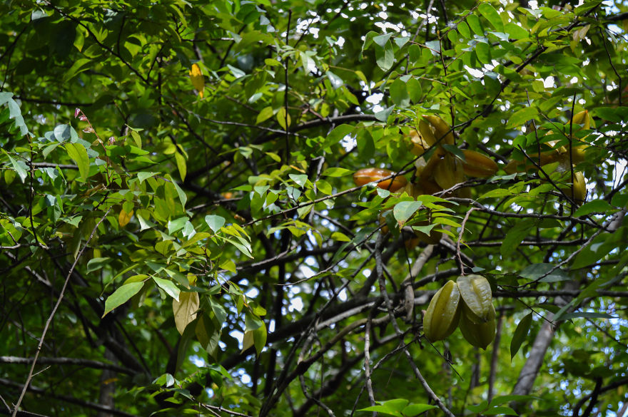 How Does Our Everyday Spices And Fruits Grow - Pictures From Zanzibar How Does Our Everyday Spices And Fruits Grow - Pictures From Zanzibar